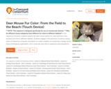Deer Mouse Fur Color: From the Field to the Beach