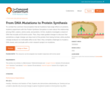 From DNA Mutations to Protein Synthesis