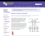 The Molecular Biology of Mutations and Muscular Dystrophy
