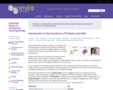 Understanding the Functions of Proteins and DNA