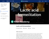 Lactic acid fermentation