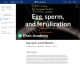 Egg, sperm, and fertilization