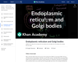 Endoplasmic reticulum and Golgi bodies