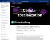 Cellular specialization (differentiation)