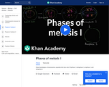 Biology: Phases of Meiosis