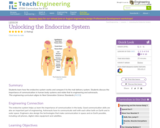 Unlocking the Endocrine System