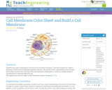 Cell Membrane Color Sheet and Build a Cell Membrane