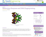 Restriction Enzymes and DNA Fingerprinting