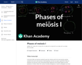 Biology: Phases of Meiosis