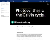 Biology: Photosynthesis:  Calvin Cycle