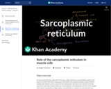 Biology: Role of the Sarcoplasmic Reticulum in Muscle Cells