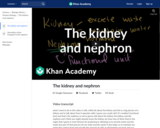 Biology: The Kidney and Nephron