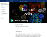 Scale of cells