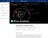 Organelles in eukaryotic cells