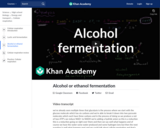 Alcohol or ethanol fermentation