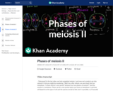 Phases of meiosis II