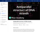 Antiparallel structure of DNA strands
