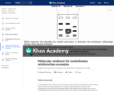 Molecular evidence for evolutionary relationships examples