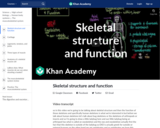 Skeletal structure and function
