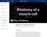 Anatomy of a skeletal muscle cell