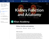 Kidney function and anatomy