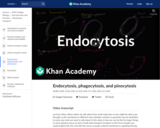 Endocytosis, phagocytosis, and pinocytosis