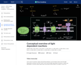 Conceptual overview of light dependent reactions