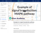 Example of a signal transduction pathway