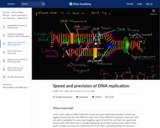 Speed and precision of DNA replication