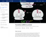 Translation (mRNA to protein)