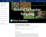 Animal behavior: foraging