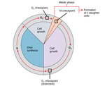 Biology, The Cell, Cell Reproduction, Prokaryotic Cell Division