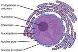 Biology, The Cell, Cell Structure, Eukaryotic Cells