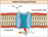 Biology, The Cell, Metabolism, ATP: Adenosine Triphosphate