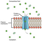 Biology, The Cell, Structure and Function of Plasma Membranes, Passive Transport
