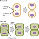 Biology, The Cell, Cell Reproduction, The Cell Cycle