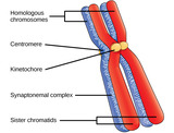 Biology, Genetics, Meiosis and Sexual Reproduction, The Process of Meiosis