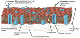Biology, The Cell, Structure and Function of Plasma Membranes, Components and Structure