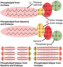 Biology, Biological Diversity, Prokaryotes: Bacteria and Archaea, Structure of Prokaryotes