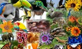 Exploring Biodiversity
