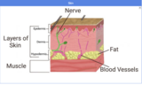 Open Sci Ed 6.6 Cells and Systems Student Visuals to Print