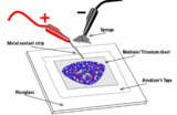 STEM Anodizing Niobium Metal