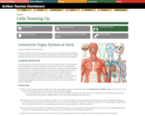 Organ System Interactive