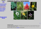 COMMON PLANTS of WISCONSIN