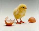 A Complete Guide to Hatching Chicks