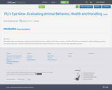 Fly's Eye View- Evaluating Animal Behavior, Health and Handling