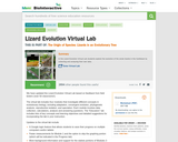Lizard Evolution Virtual Lab