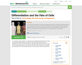 Differentiation and the Fate of Cells