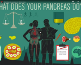 TED Ed - What does the pancreas do? - Emma Bryce