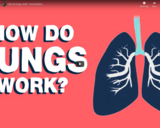 TED Ed - What do the lungs do? - Emma Bryce